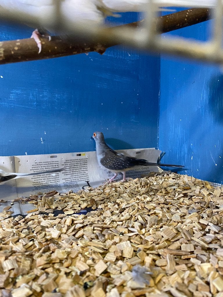 diamant duifjes, Dieren en Toebehoren, Vogels | Duiven, Meerdere dieren, Overige soorten