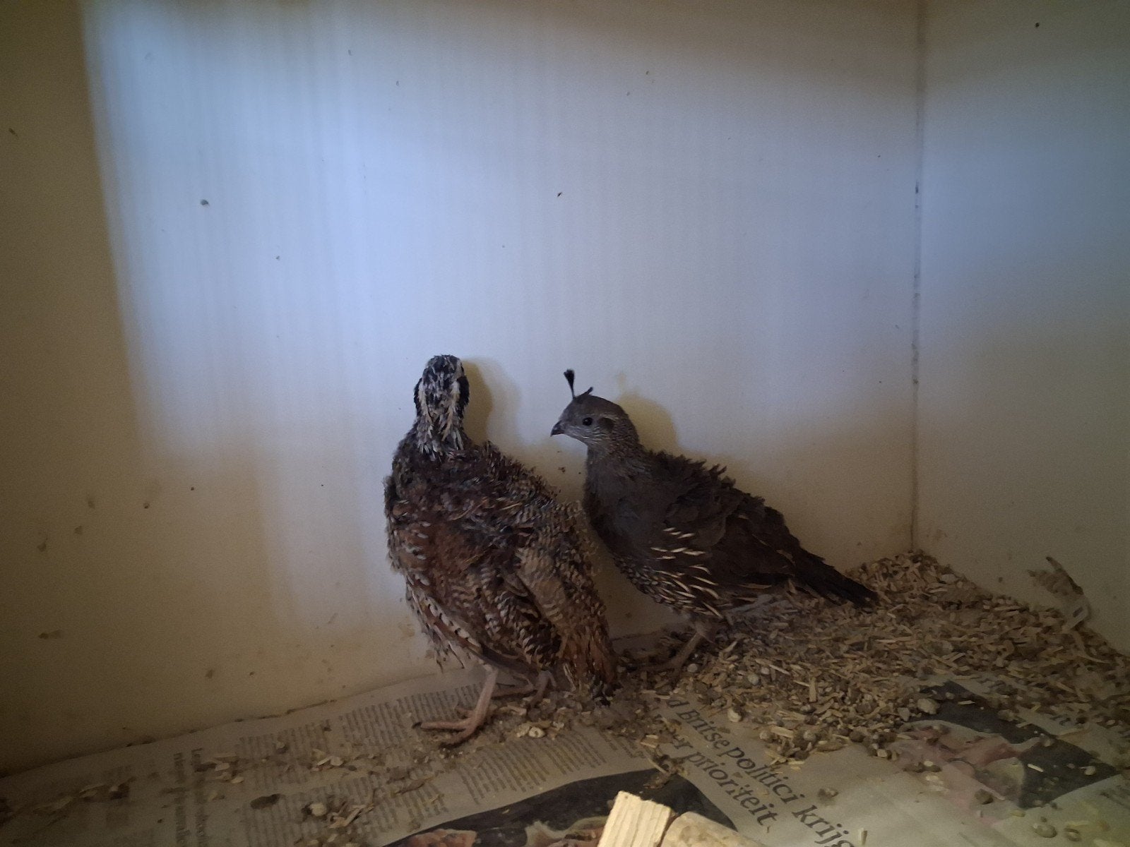 virginische boomkwartel haan, Dieren en Toebehoren, Mannelijk