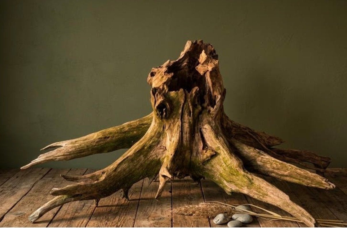 Uniek stuk kienhout twv €400 moet weg nu voor €100, Ophalen, Plant(en), Steen of Hout