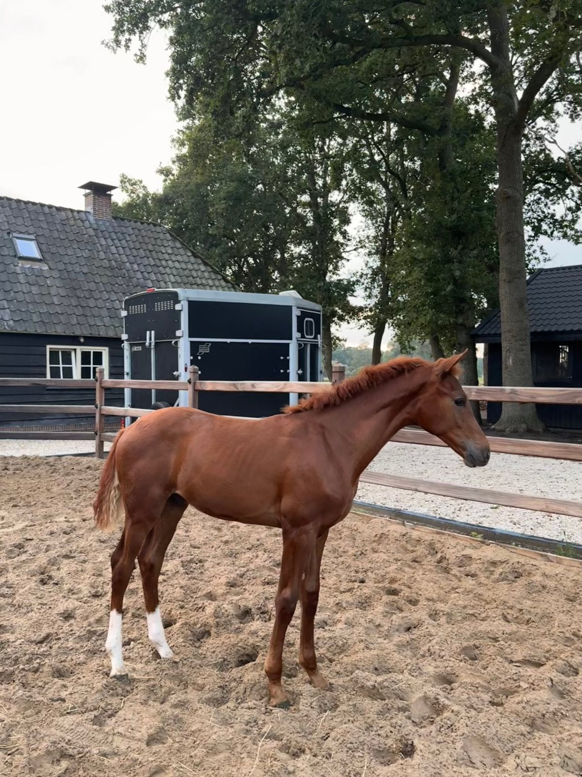3 dressuurveulens | One Million, Dynamic Pur & Obsession, Dieren en Toebehoren, Met stamboom, Niet van toepassing, Dressuurpaard