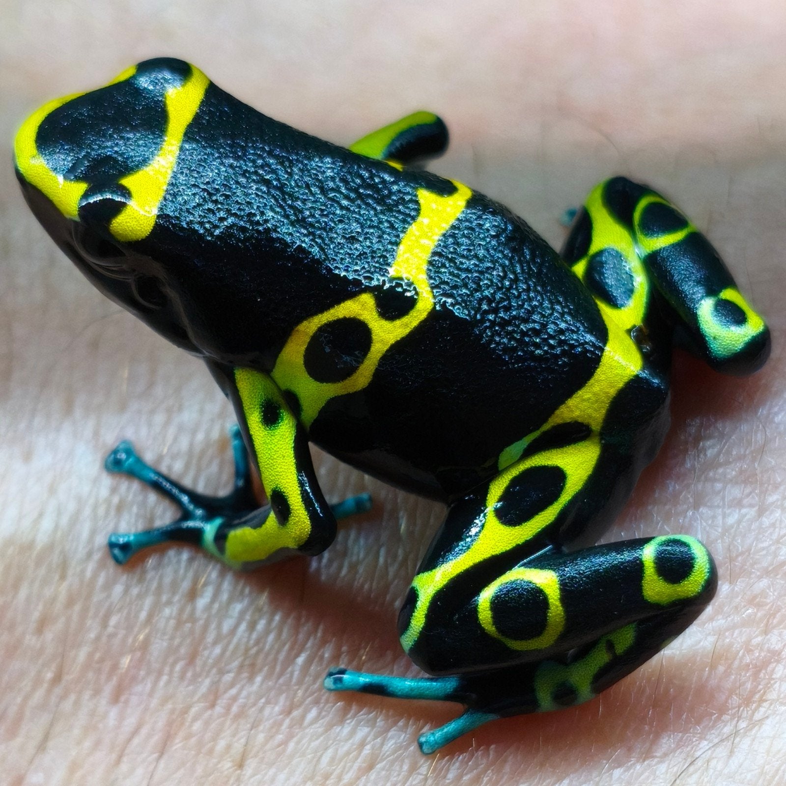 Dendrobates leucomelas 'Cerro autana' en 'Bolivar gold', Amfibie, 0 tot 2 jaar