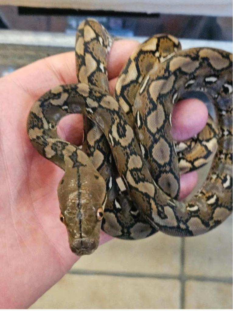 python reticulatus SELAYAR super nain 2025 Reticulated Python - unknown for sale from reptile900