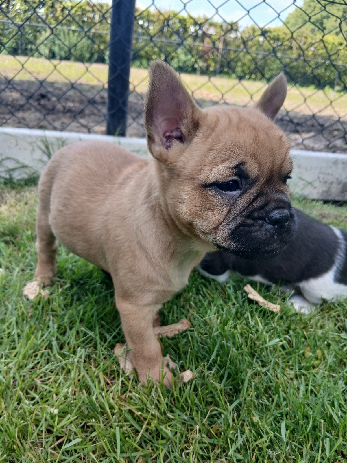 Aparte franse bulldog kruising, Parvo, Overige rassen, 8 tot 15 weken, Meerdere