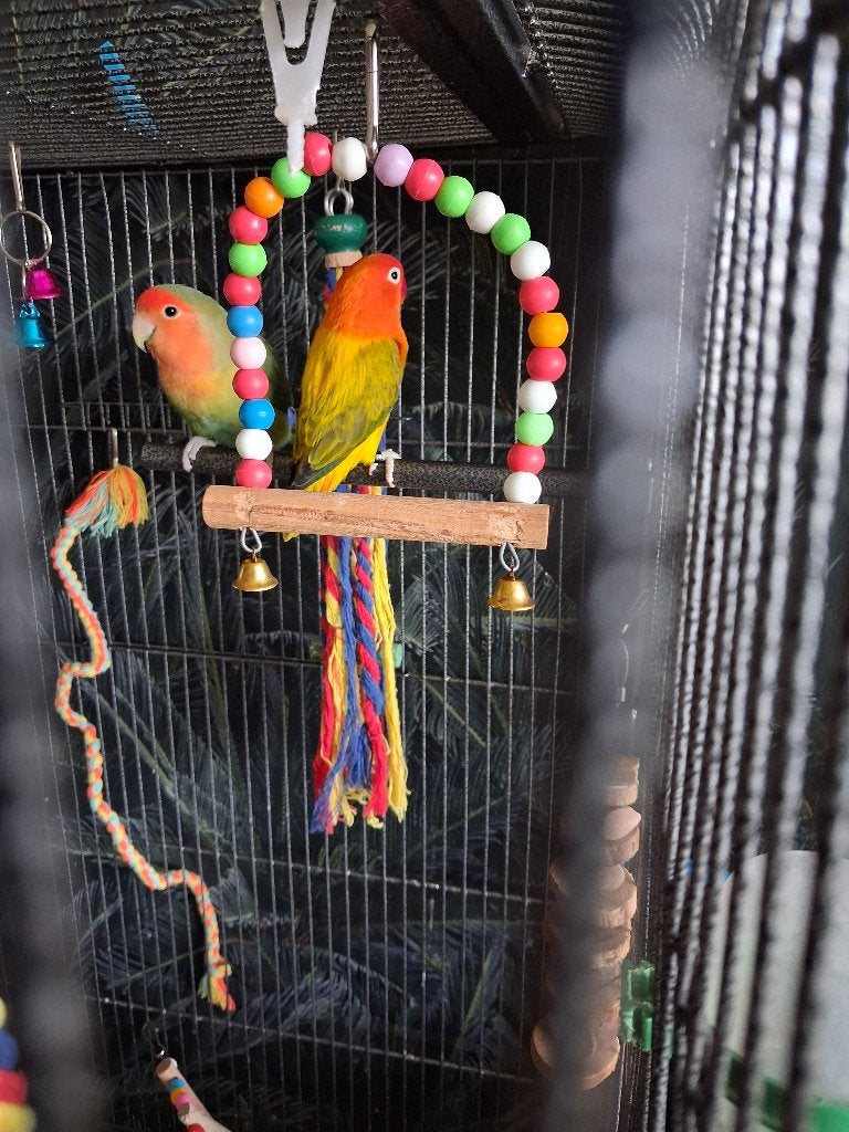 agapornissen gekleurd, Ophalen, Zo goed als nieuw, Metaal, Vogelkooi