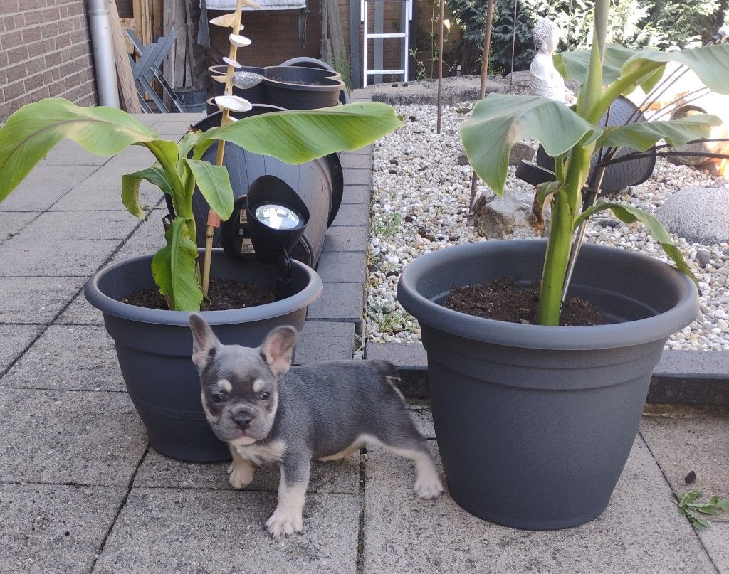 Franse bulldog, Dieren en Toebehoren, Fokker | Hobbymatig, Reu, 8 tot 15 weken, Buitenland