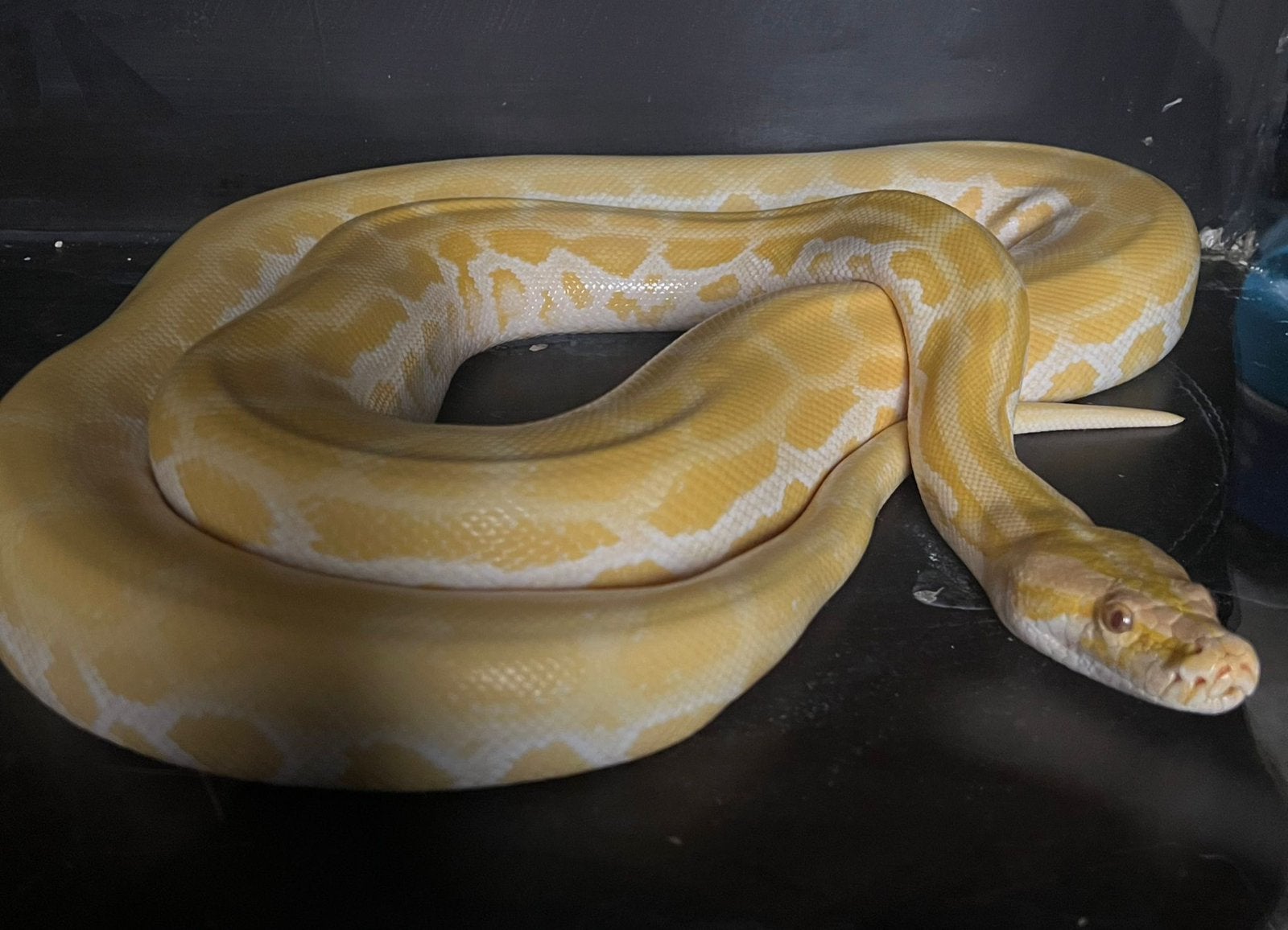 Pearl tijger python 1.0, Slang, Met terrarium, 0 tot 2 jaar