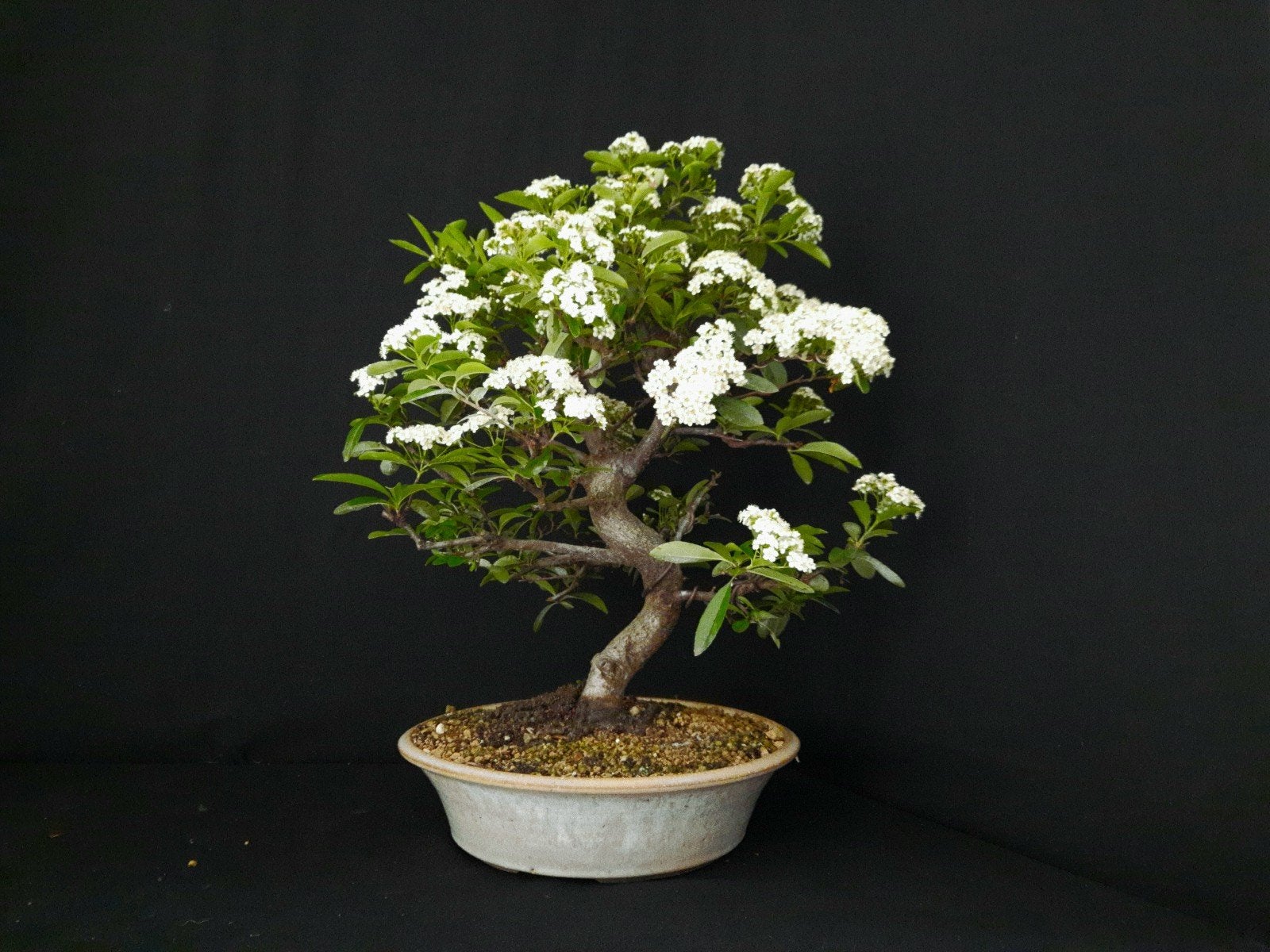 bonsai Pyracanthe, Volle zon, Bloeit niet, Minder dan 100 cm, Overige soorten