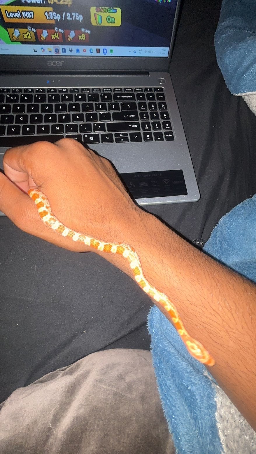 rattenslang Rat Snake photo 2