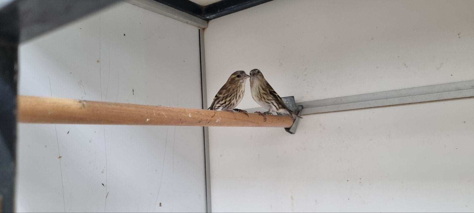 europese sijs poppen, Dieren en Toebehoren, Vrouwelijk, Wildzangvogel, Geringd