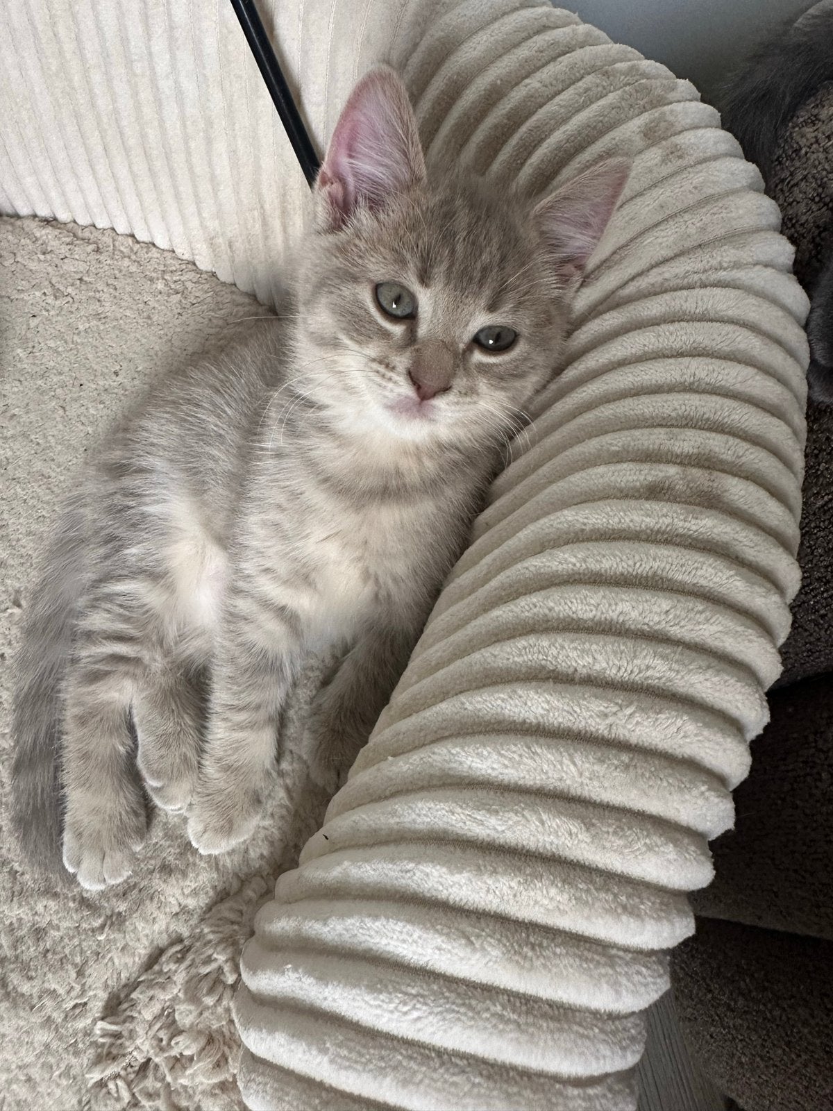 Blue Lynx kater – Britse Korthaar x Ragdoll