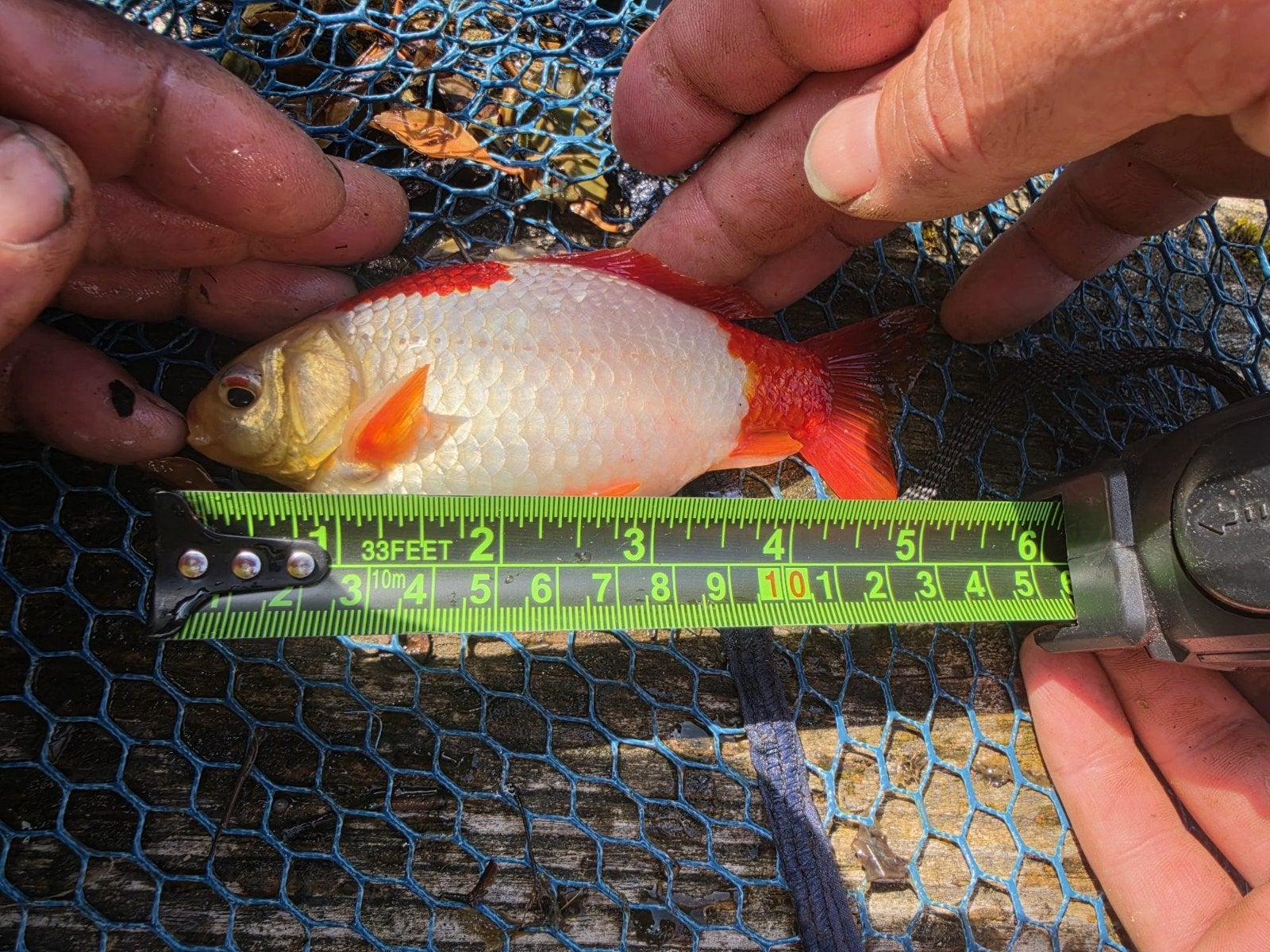 Vis van koi en goudvis uit de grote vijver