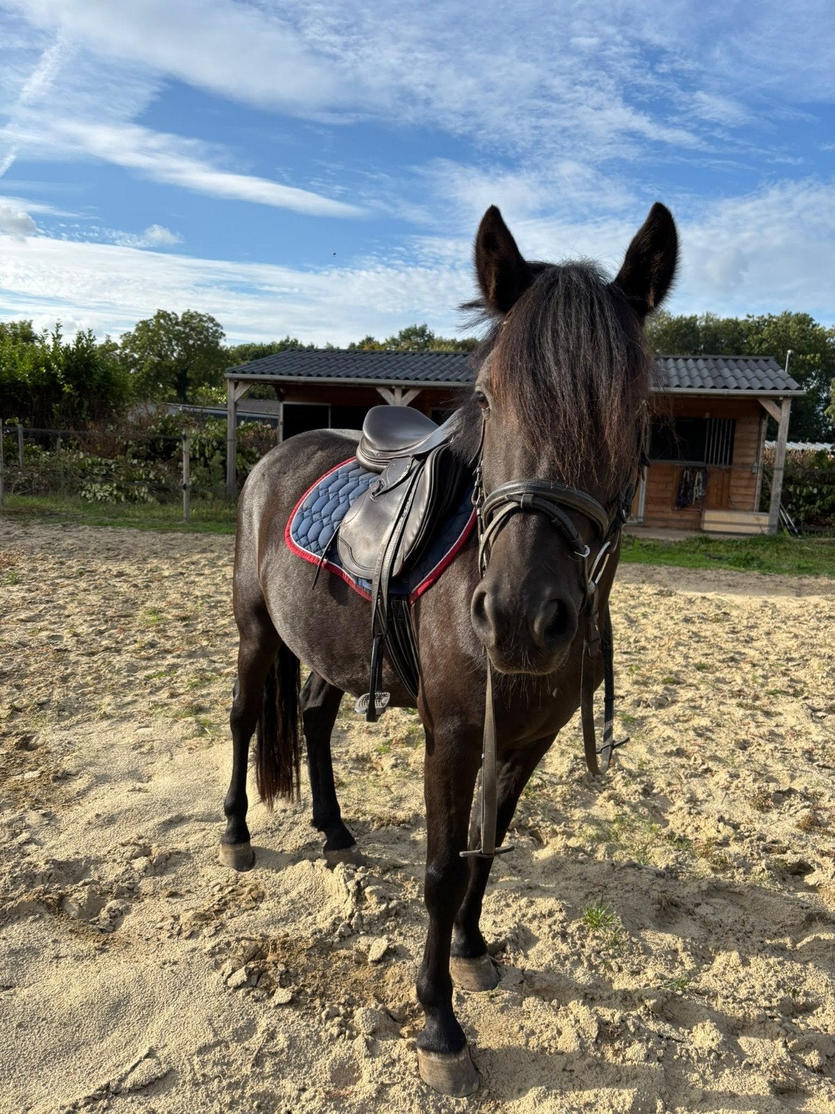 Lieve nuchtere leergierige 5 jarige d pony ruin🍀🐴, Dieren en Toebehoren, Ruin, 3 tot 6 jaar, Recreatiepony, D pony (1.37m tot 1.48m)