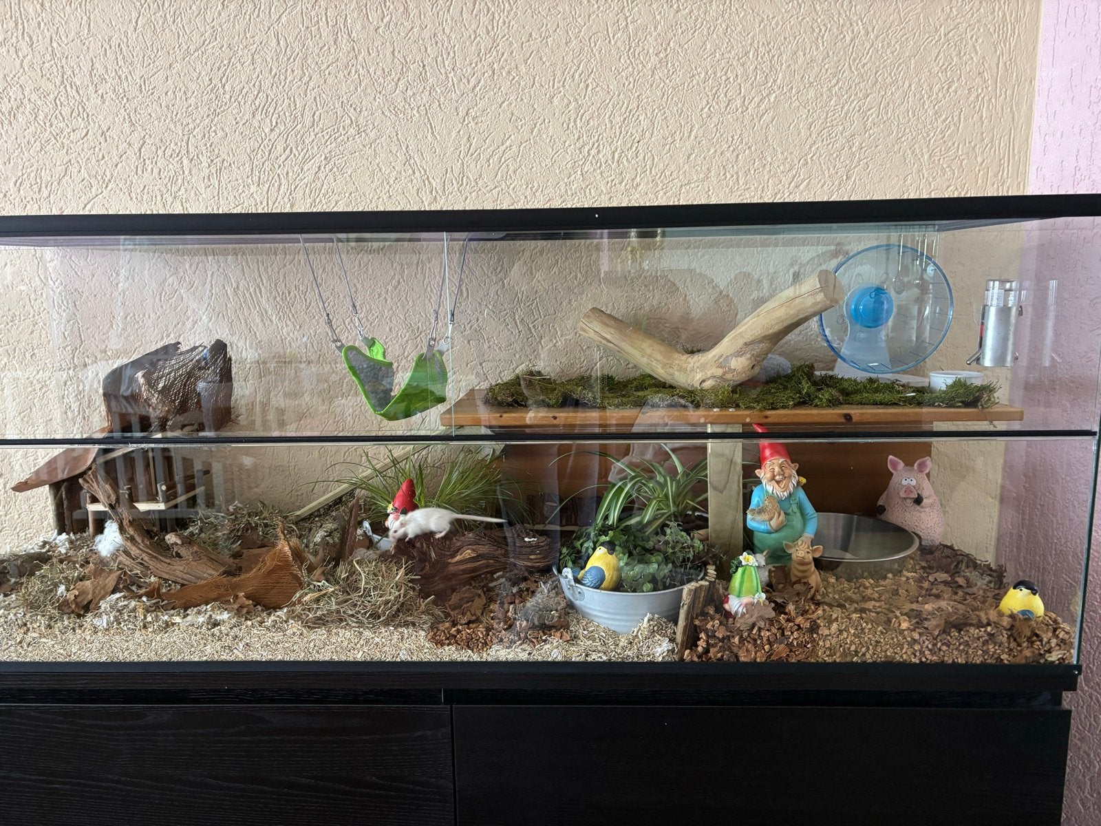 Foto 5 van Groot Terrarium