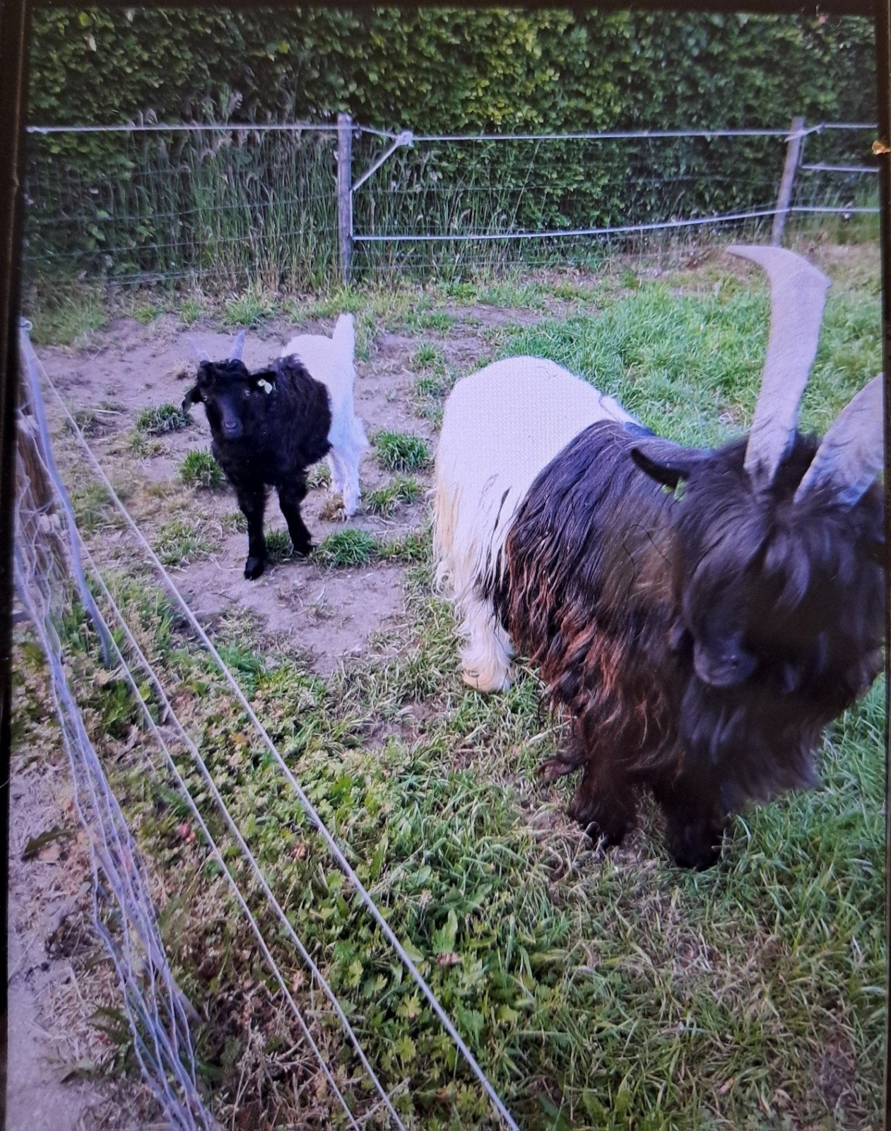 Wallsche Bok Tekoop, Mannelijk, Geit