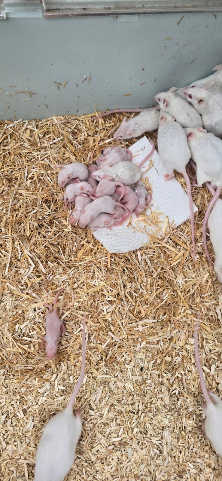 Muizen, April, Meerdere dieren, Muis