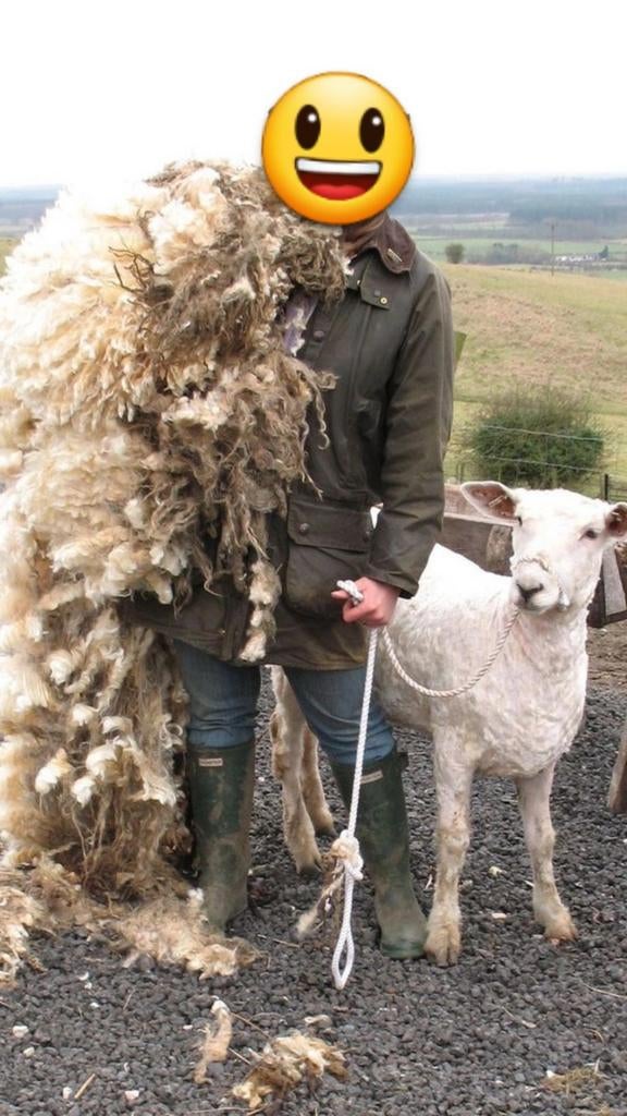 GEZOCHT | Gratis schapenwol, Ophalen, Spinwol