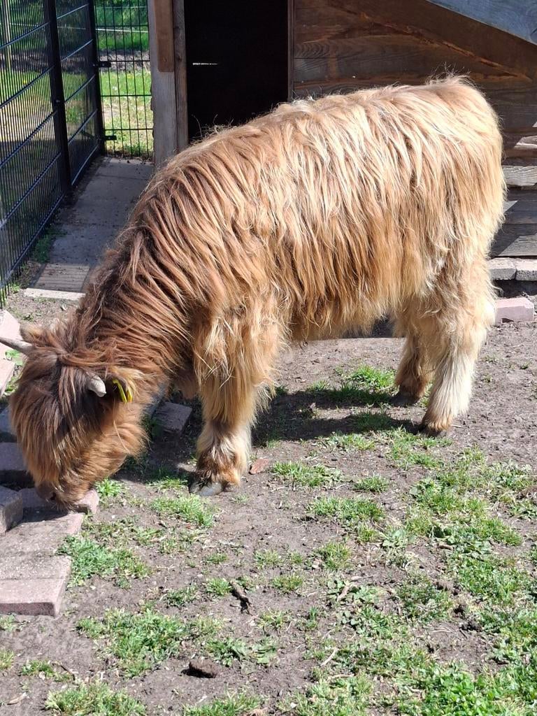 Mooie schotse hooglander pink gereserveerd, Dieren en Toebehoren, Runderen, Vrouwelijk, 0 tot 2 jaar