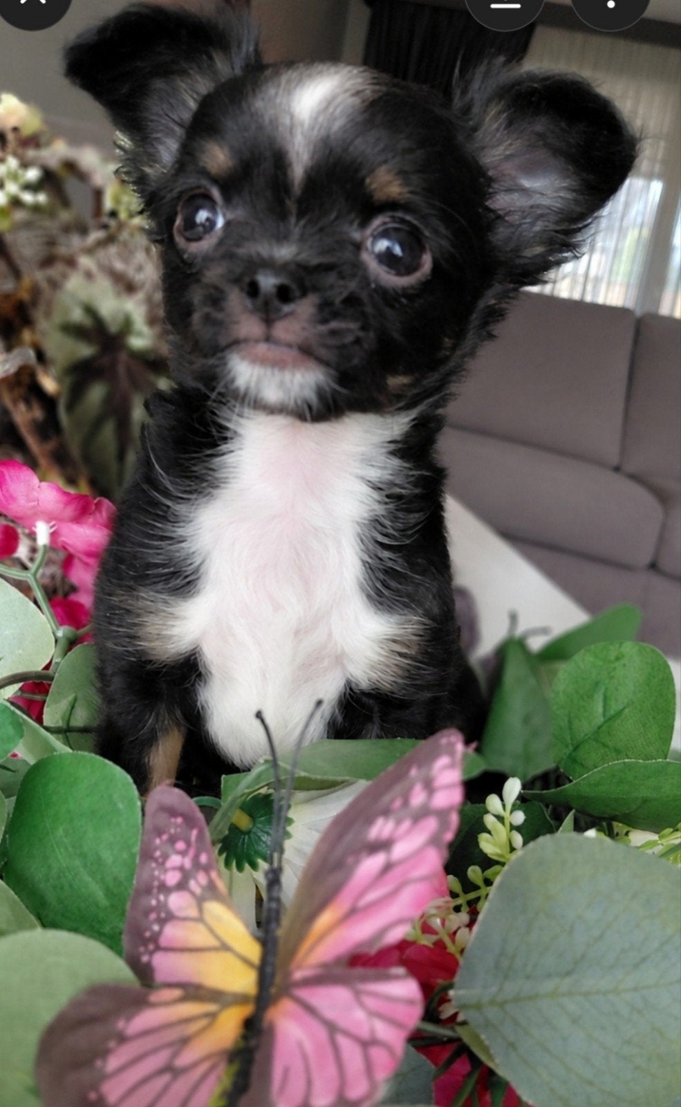 Te koop lanharige chihuahua pups, Reu, 8 tot 15 weken, Parvo, Meerdere