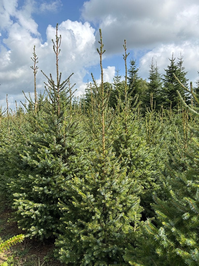 Mooie partij Picea Omorika kerstbomen (Servische spar), Tuin en Terras, Volle zon, Bloeit niet, 250 tot 400 cm, Overige soorten