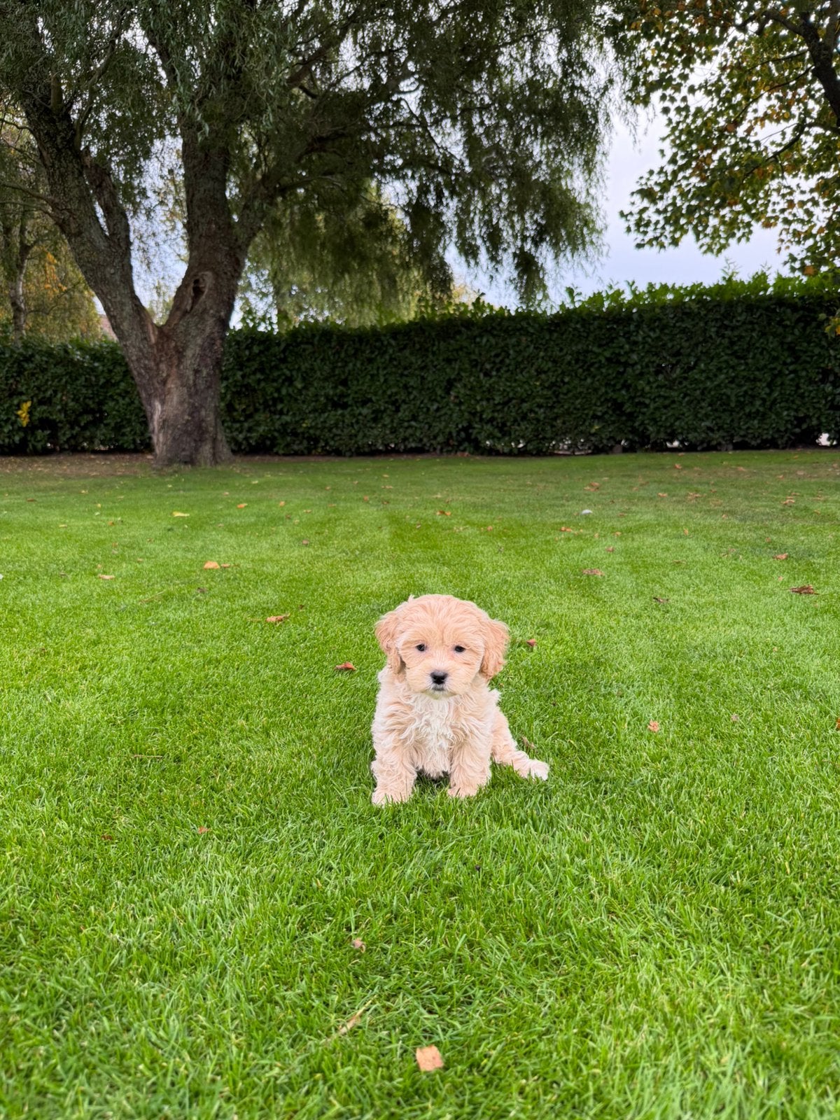Maltipoo (Maltezer x Poedel) pups, Dieren en Toebehoren, Poedel, Nederland, CDV (hondenziekte), 8 tot 15 weken