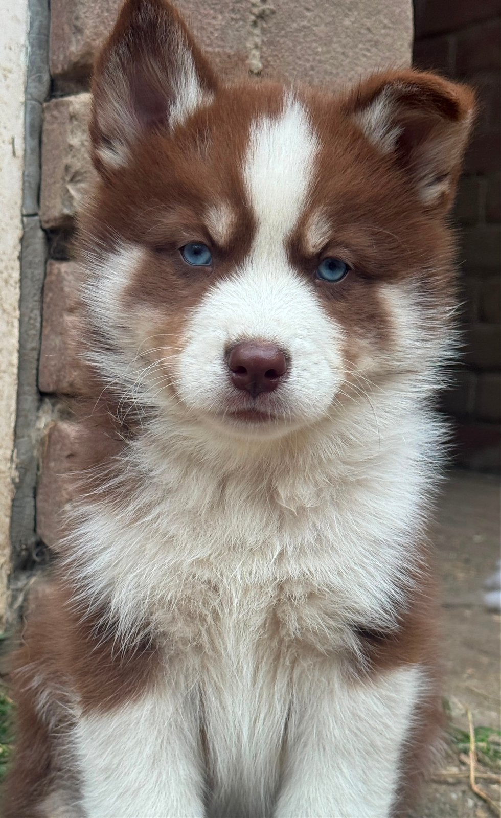 Lieve, schattige Pomsky pups mogen verhuizen, Overige rassen, 8 tot 15 weken, Parvo, Meerdere
