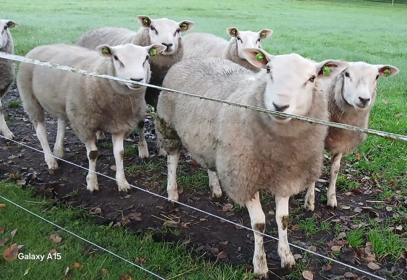 Dekrammen te koop, Dieren en Toebehoren, Mannelijk, Schaap