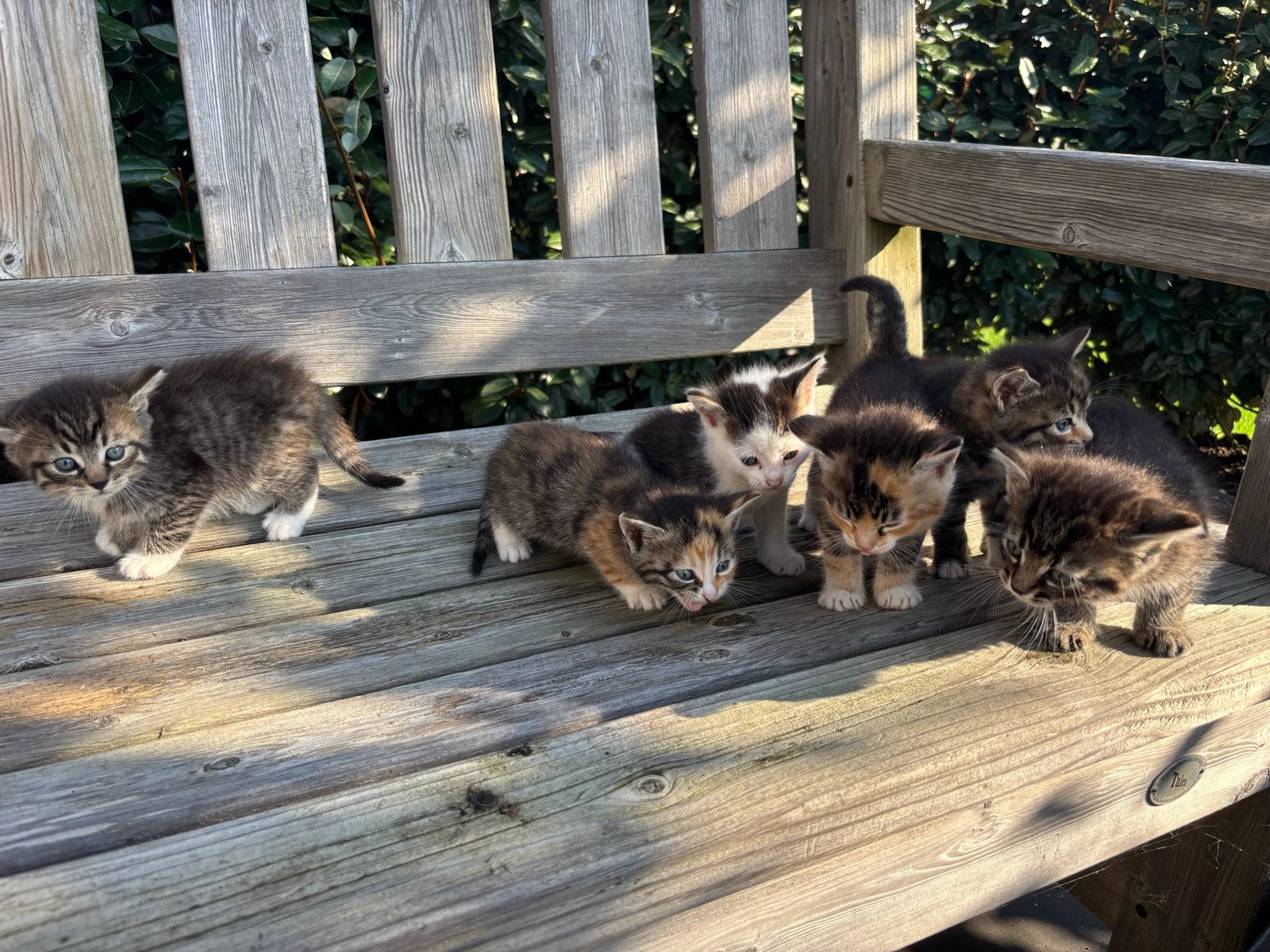 Kittens, Poes, 0 tot 2 jaar