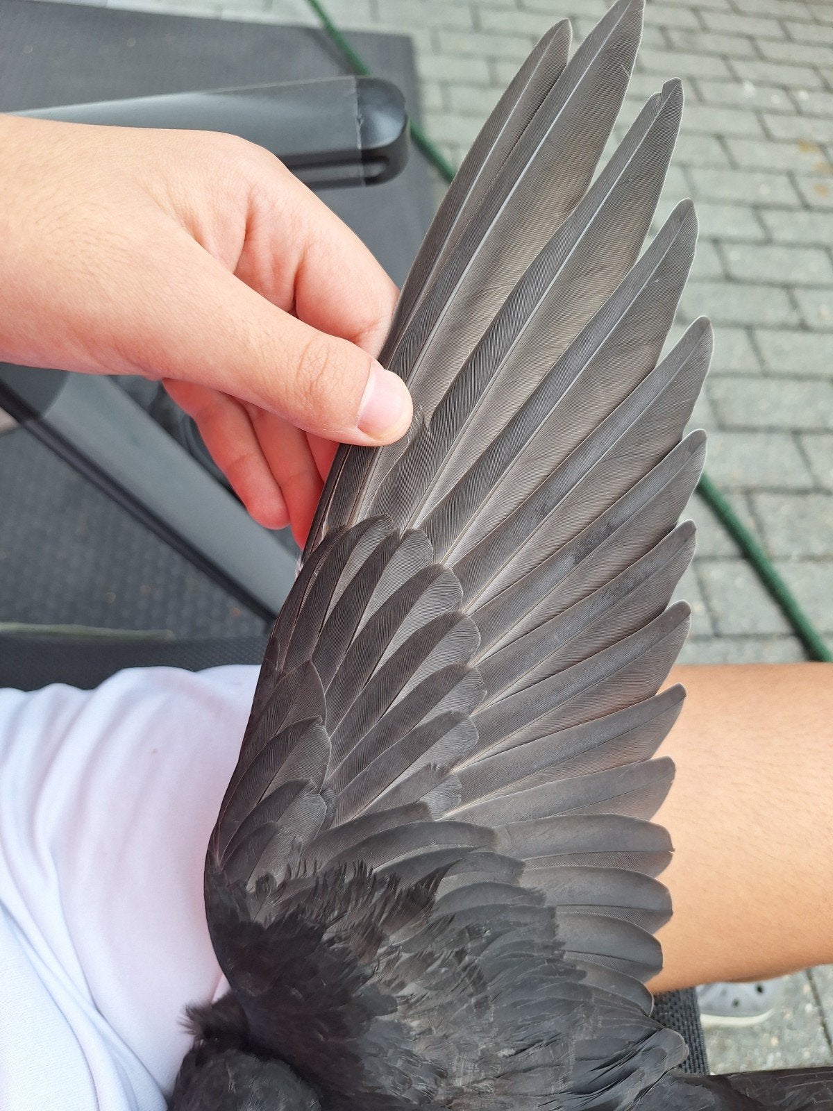 heel mooi duif aleen ophalen, Dieren en Toebehoren, Vogels | Duiven, Geslacht onbekend, Postduif