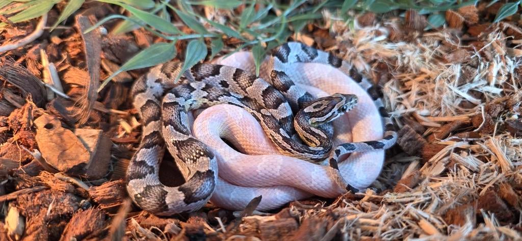 2 rattenslangen beide man Rat Snake - male for sale from Denise