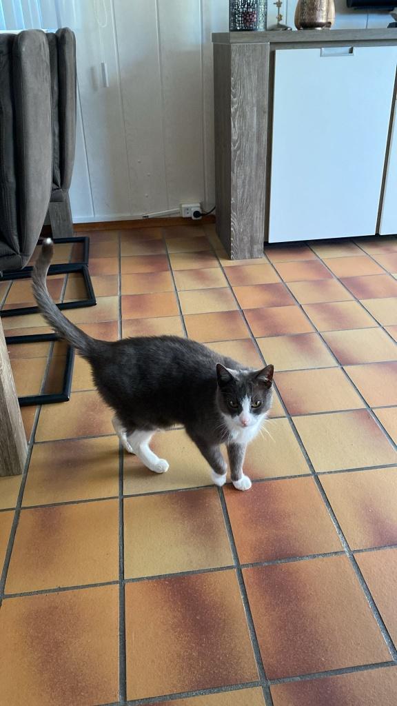 Kat vermist, Kat