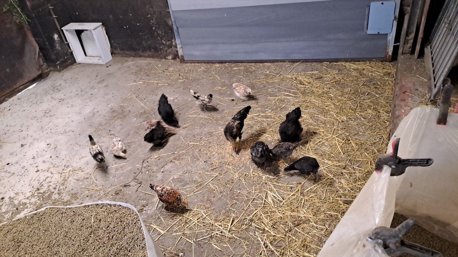 Kuikens verschillende soorten, Meerdere dieren