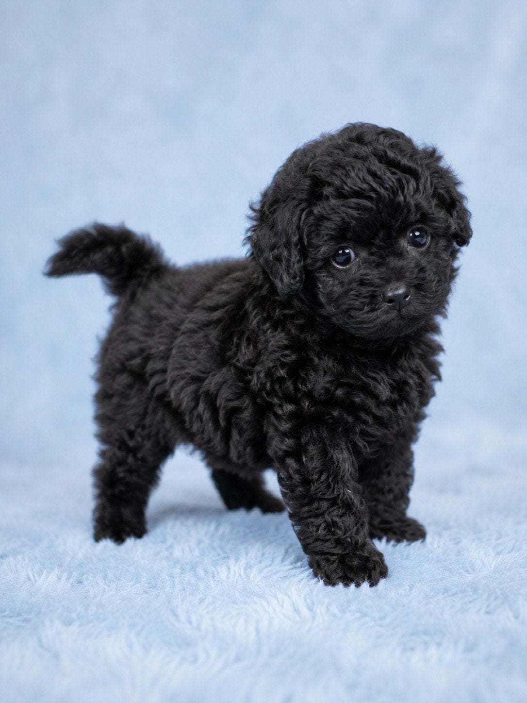 Pomapoo pups Pomeriaan x toypoedel, Dieren en Toebehoren, Honden | Poolhonden, Keeshonden en Oertypen, Parvo, Keeshond, 8 tot 15 weken