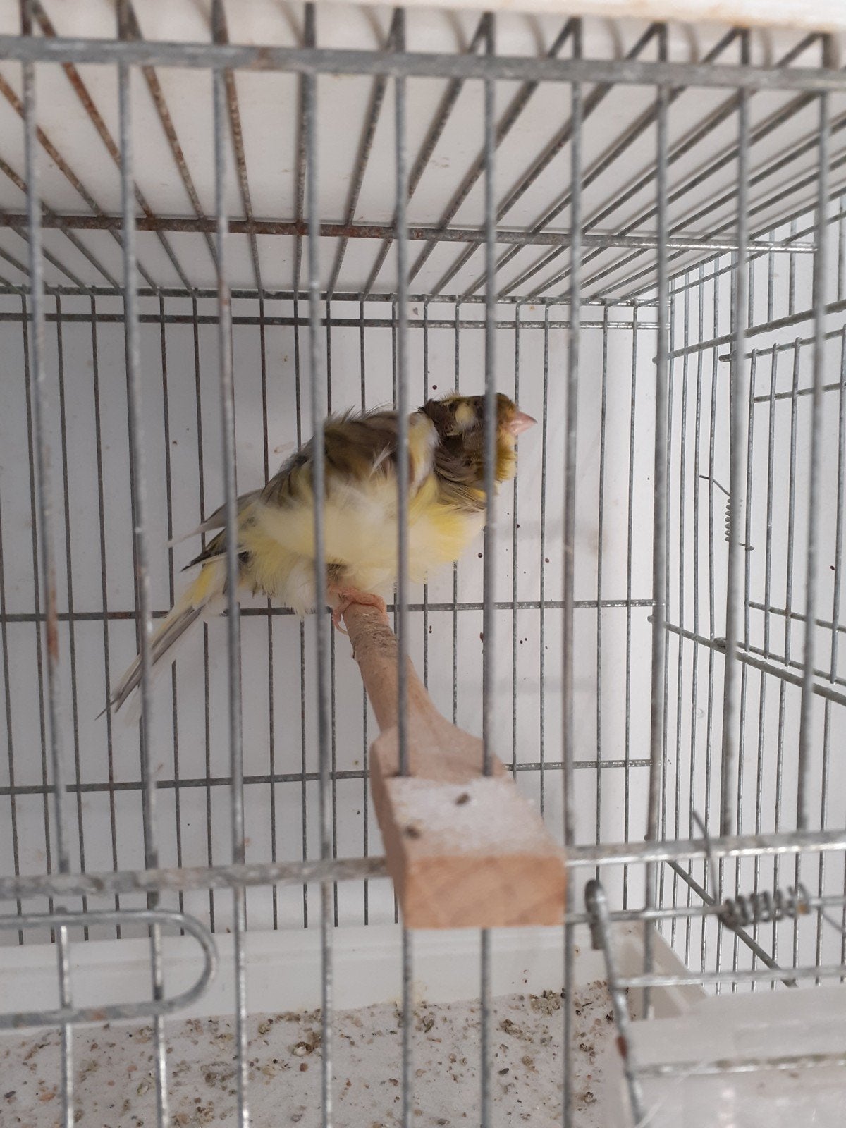 Koppel Parijse frise, Dieren en Toebehoren, Vogels | Kanaries, Meerdere dieren, Postuurkanarie