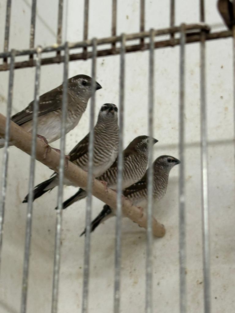 5 Koppels Ceres amadine, Dieren en Toebehoren, Meerdere dieren