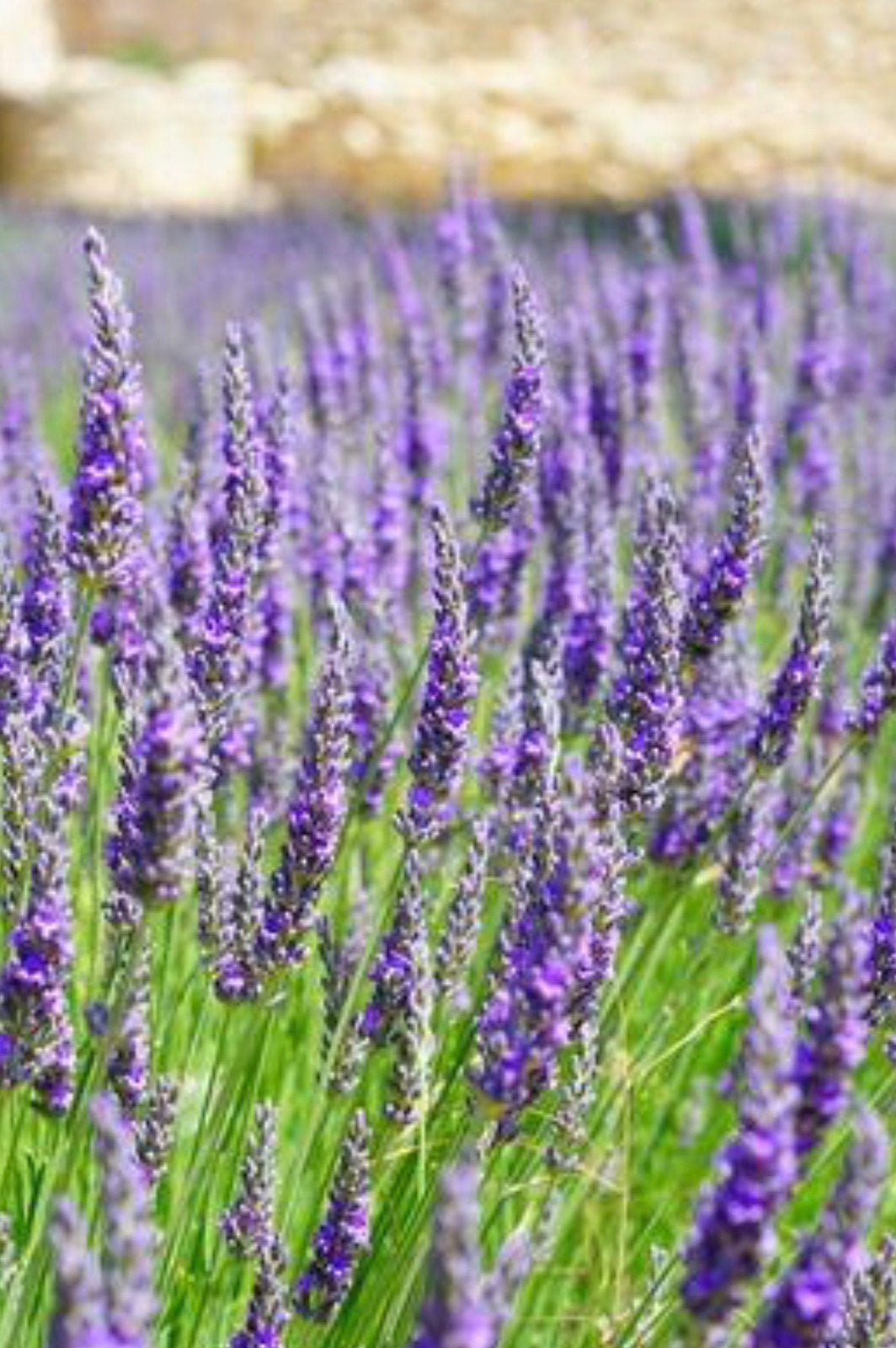 Lavendel, Ophalen of Verzenden, Overige soorten, Volle zon