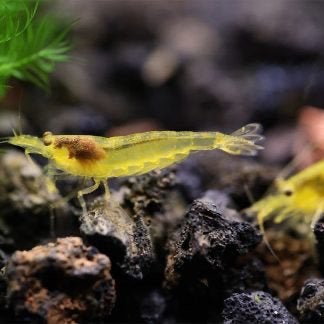 Caridina Multidentata Lime Yellow, Kreeft, Krab of Garnaal