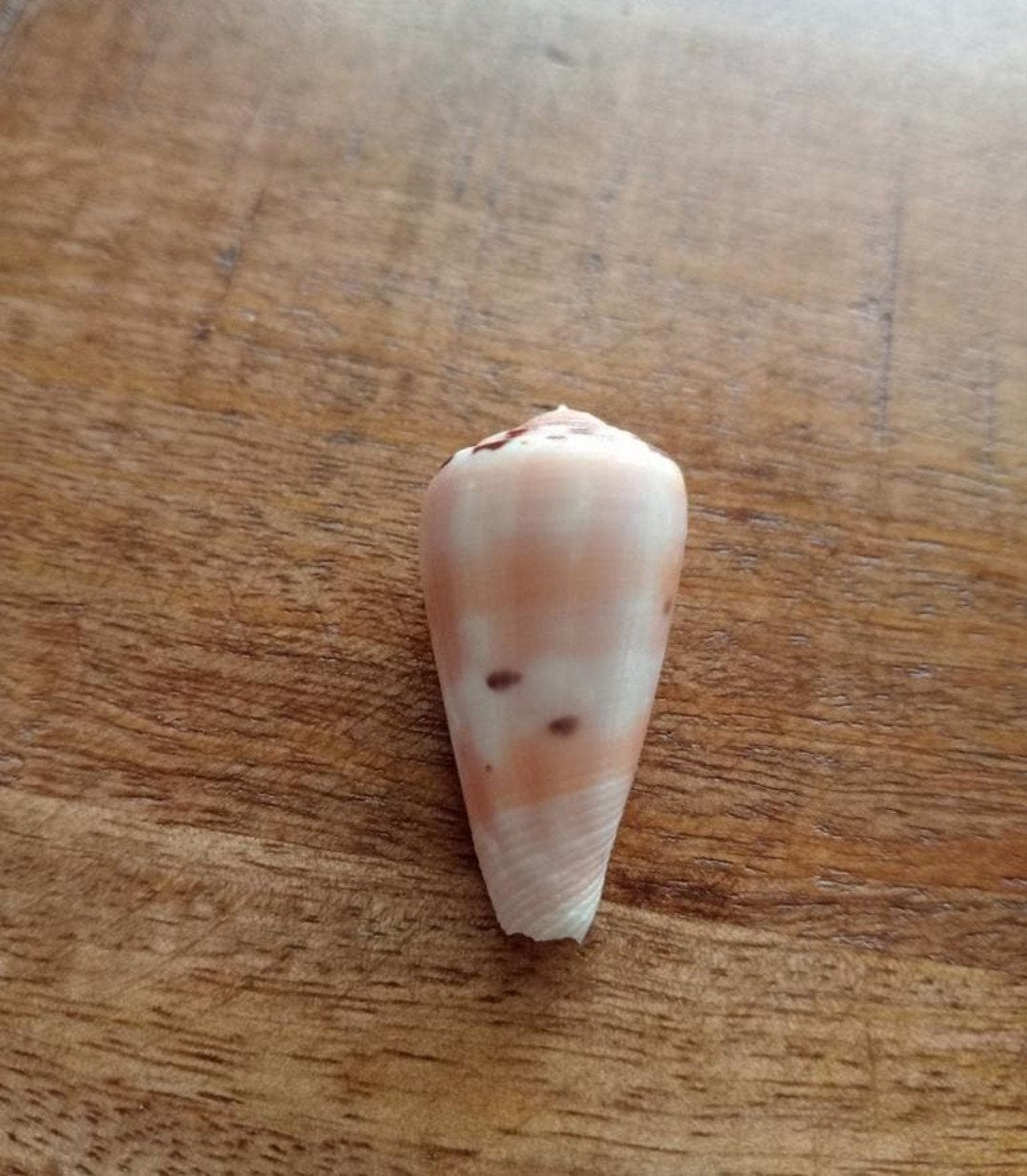 Conus gauguini, Verzamelen, Ophalen of Verzenden, Schelp(en)