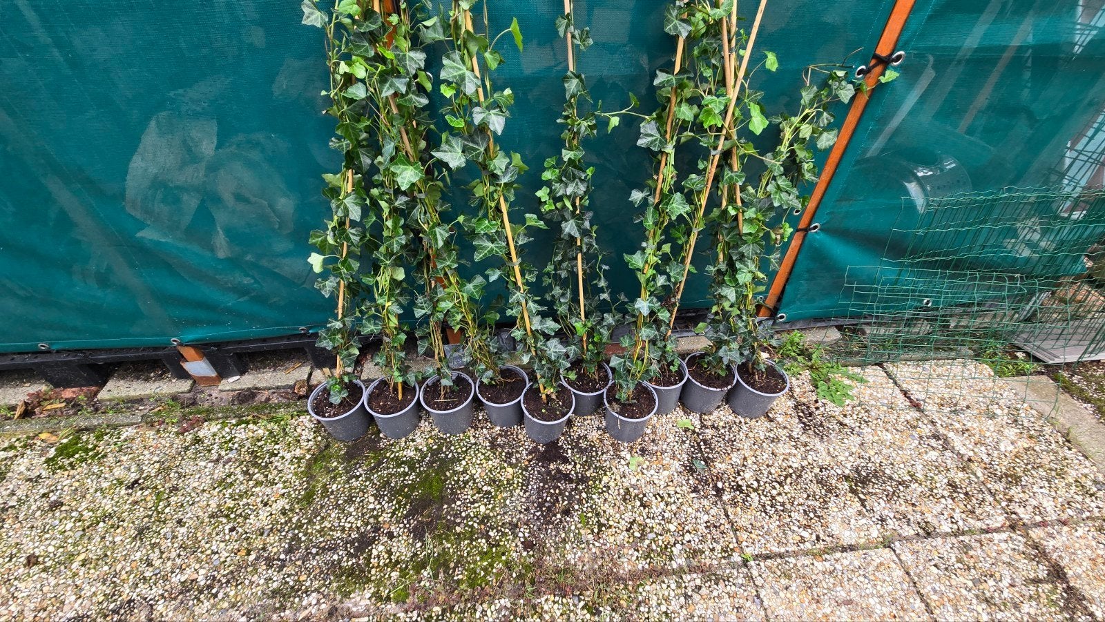 Klimop (Hedera Helix) in pot 1,25m lang, Ophalen, Overige soorten, Haag, 100 tot 250 cm