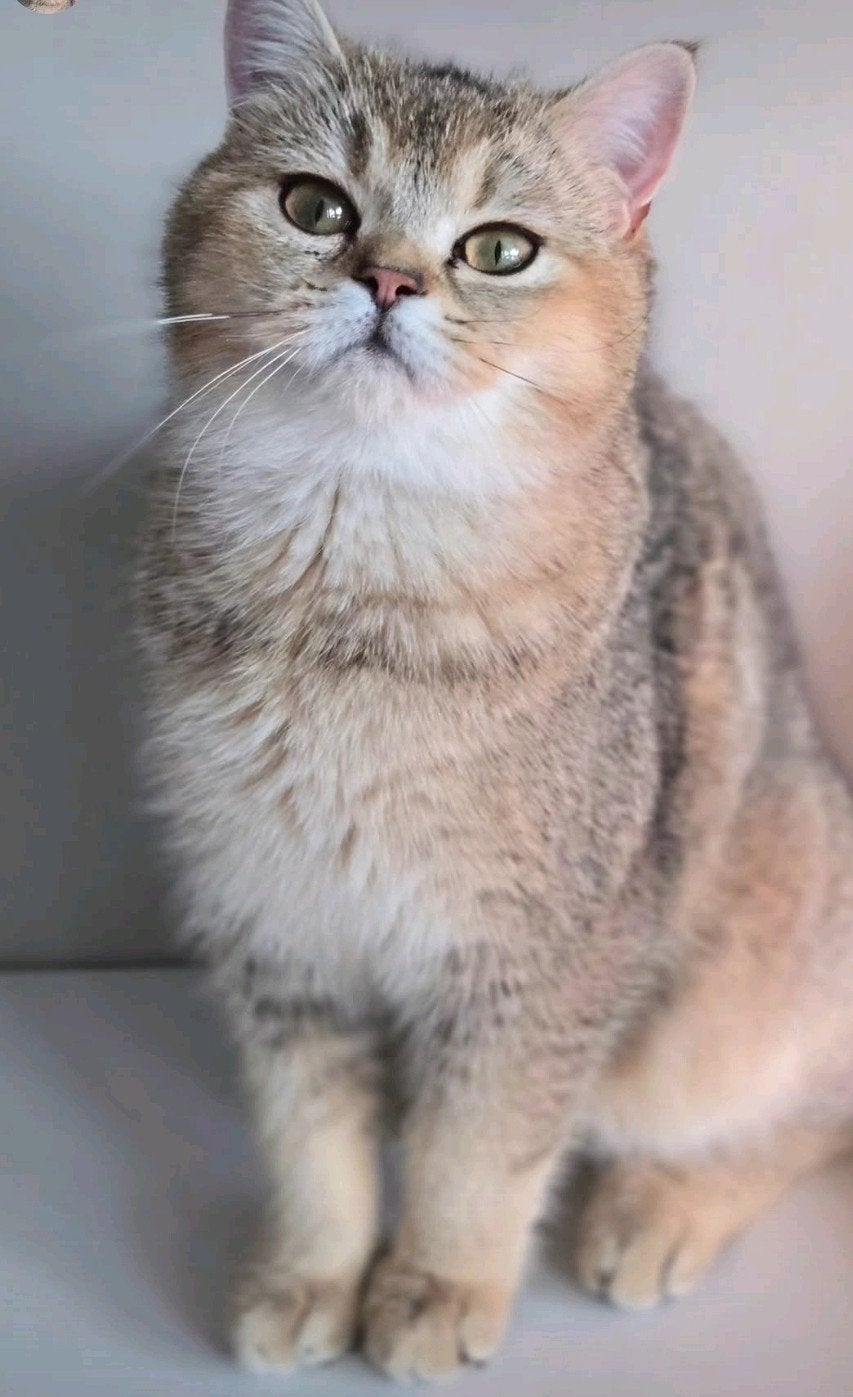 Britse korthaar poes, Dieren en Toebehoren, Poes, Met stamboom, 0 tot 2 jaar