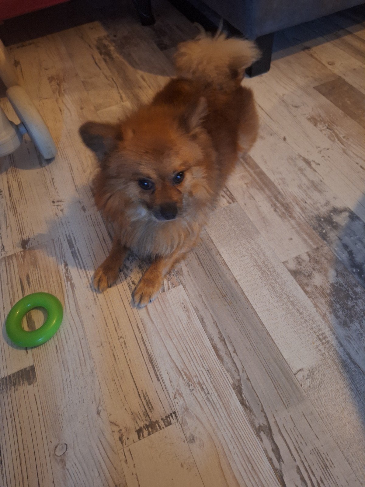 4 prachtige puppy's, Dieren en Toebehoren, Honden | Chihuahua's en Gezelschapshonden, 8 tot 15 weken, Meerdere, Meerdere dieren