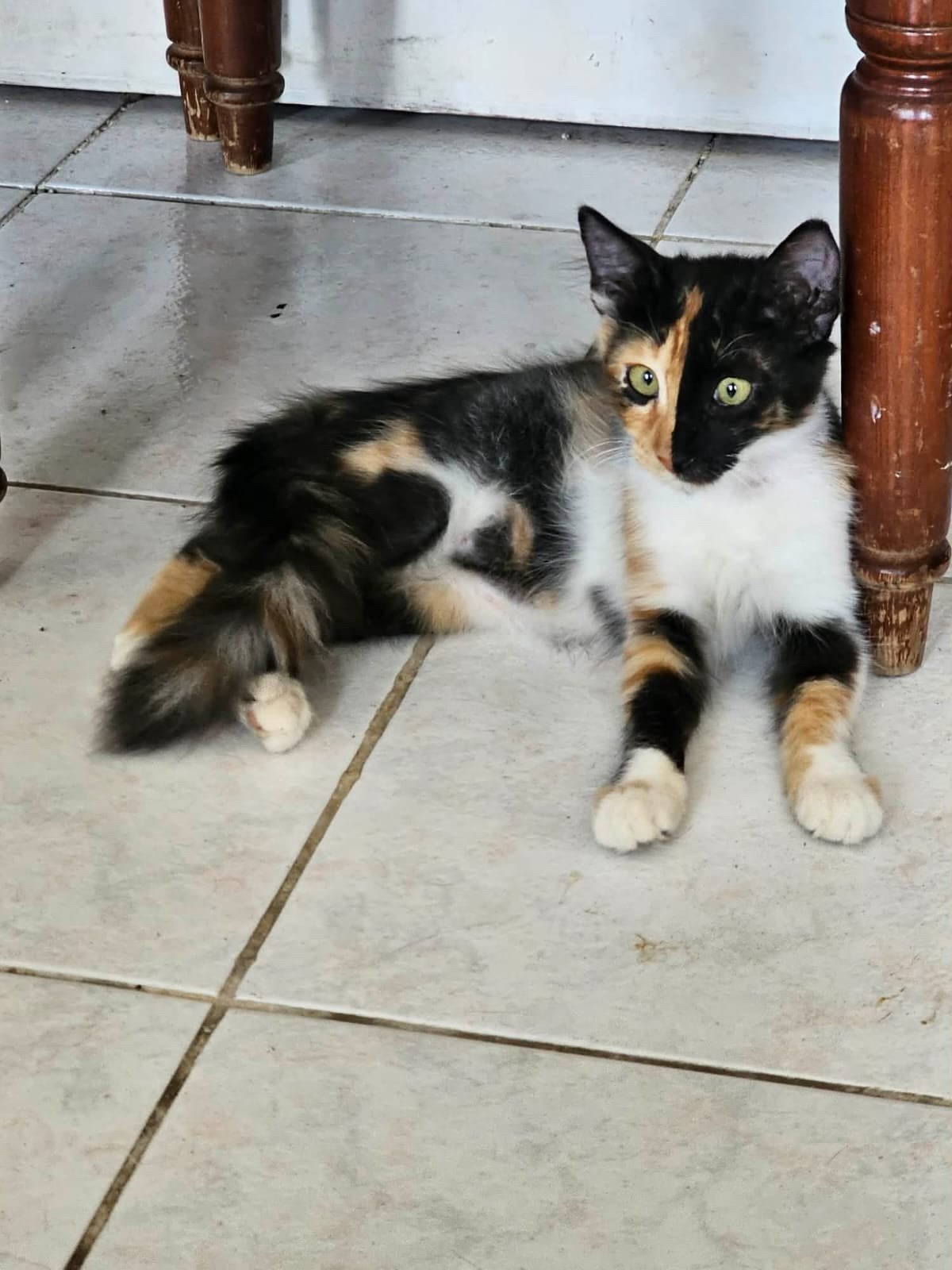 Isabella 4 mnd (nog op Cyprus) zoekt een fijn thuis, Dieren en Toebehoren, Poes