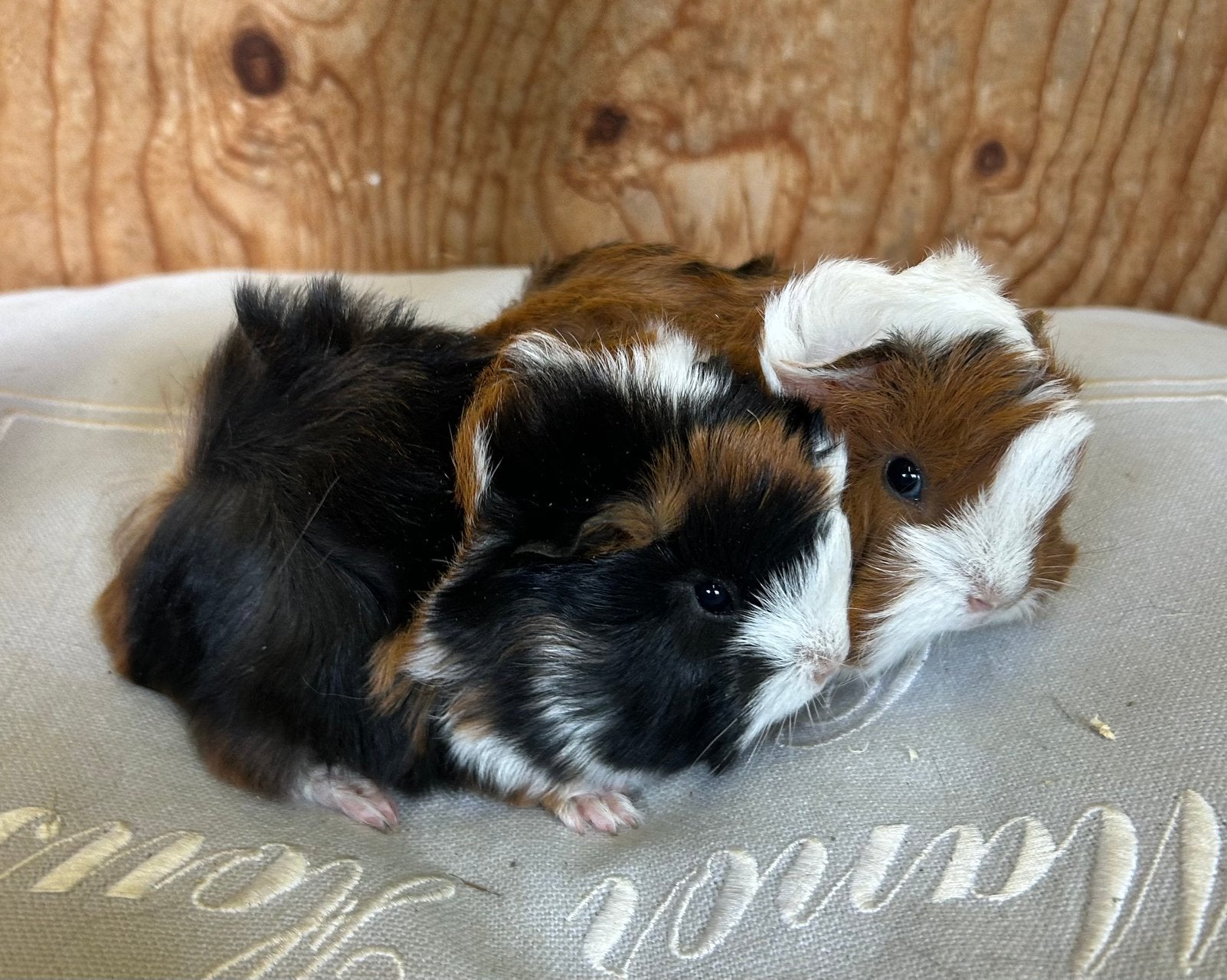 Twee jinge cavia mannetjes (peruvian x borstel), Augustus, Mannelijk, Cavia