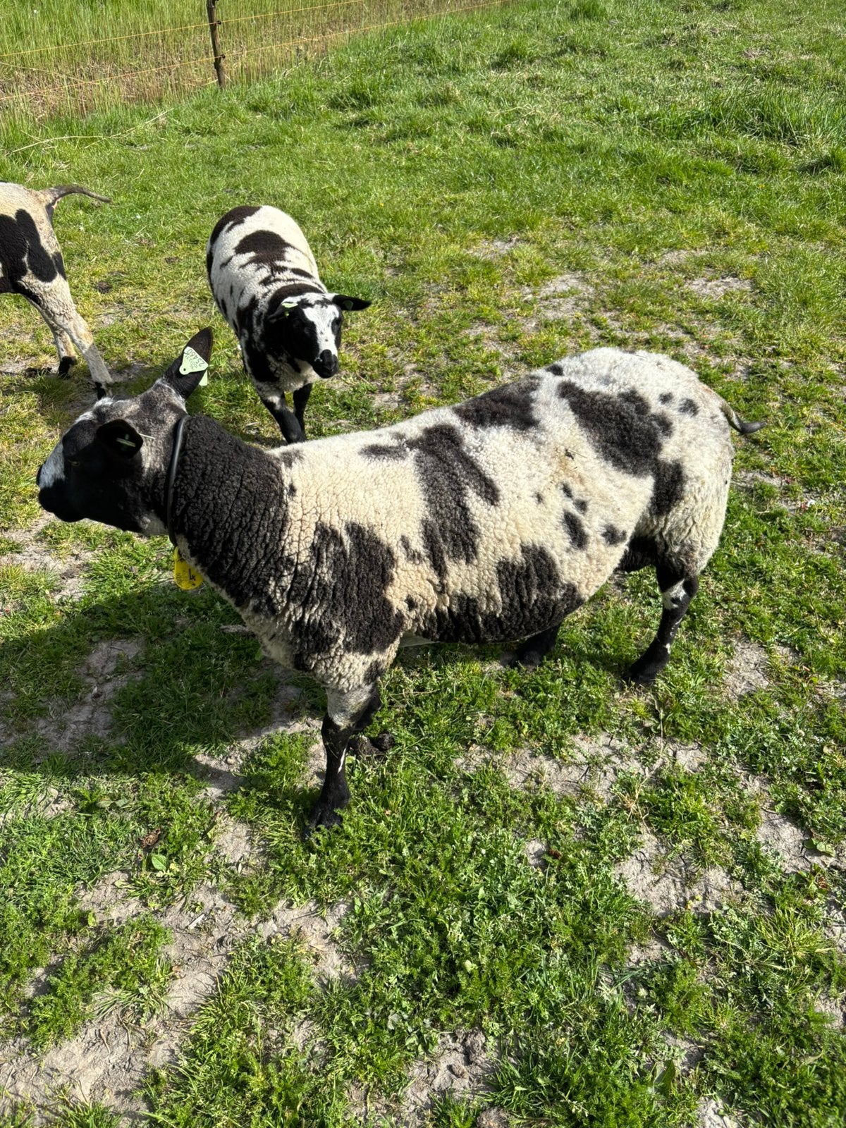 Nederlandse bonte schaap, Vrouwelijk, Schaap