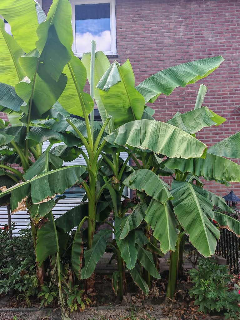 Bananenplanten, Tuin en Terras, Ophalen, Lente, Volle zon, Overige soorten