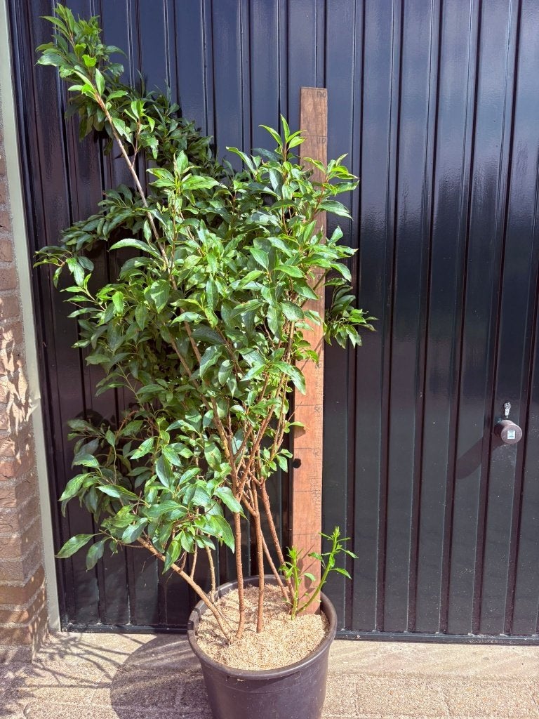 Chinees klokje, forysthia intermedia lynwood, Volle zon, Vaste plant, Lente, Ophalen
