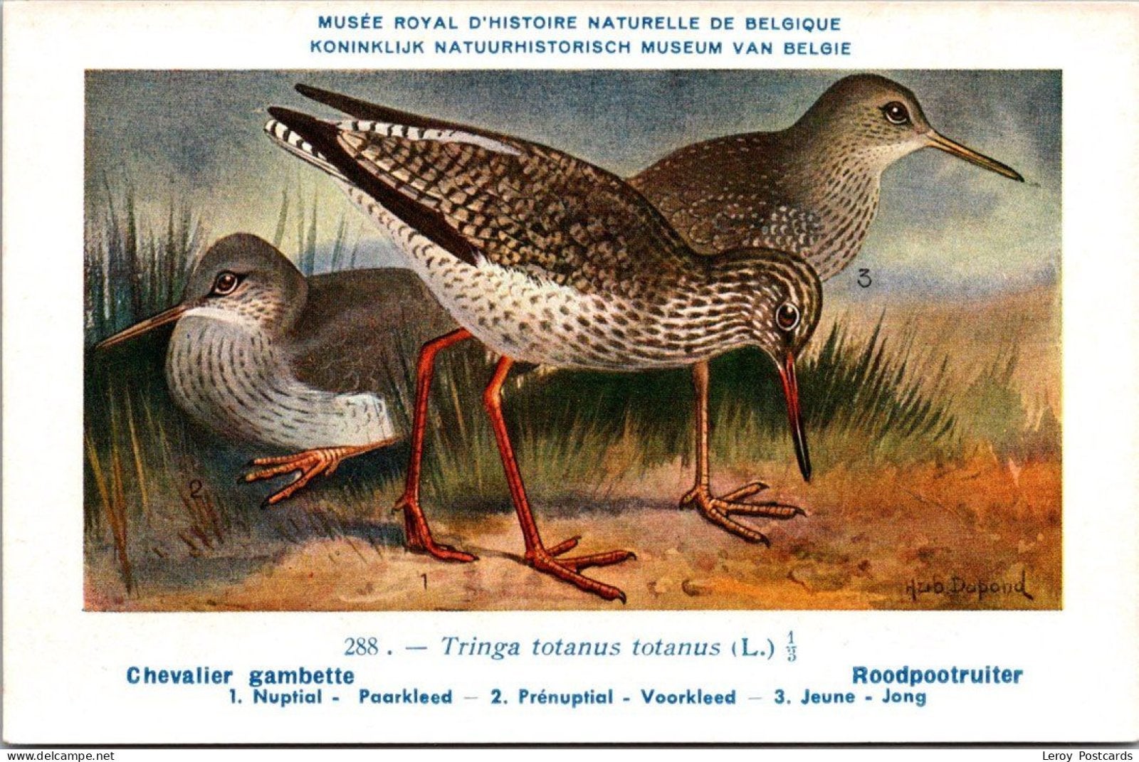 Roodpootruiter / Common Redshank – Nº 288 – (KBIN / IRSNB), Verzenden, 1940 tot 1960, Ongelopen, Vogel