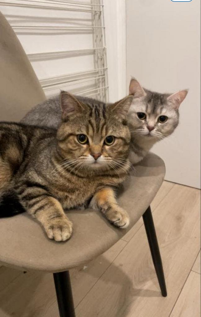 Britse korthaar, Kater