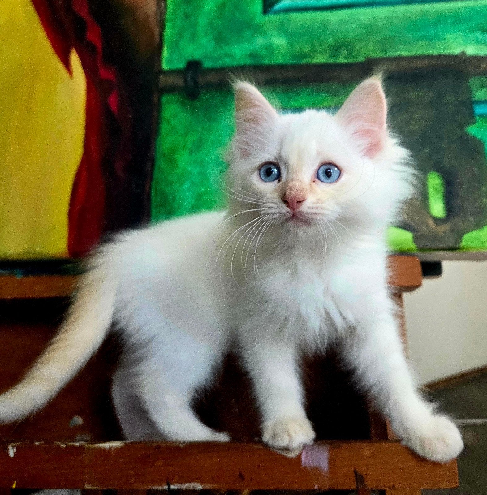 Lieve ragdoll kitten wit met red points!, Dieren en Toebehoren, Katten en Kittens | Raskatten | Langhaar, Kater