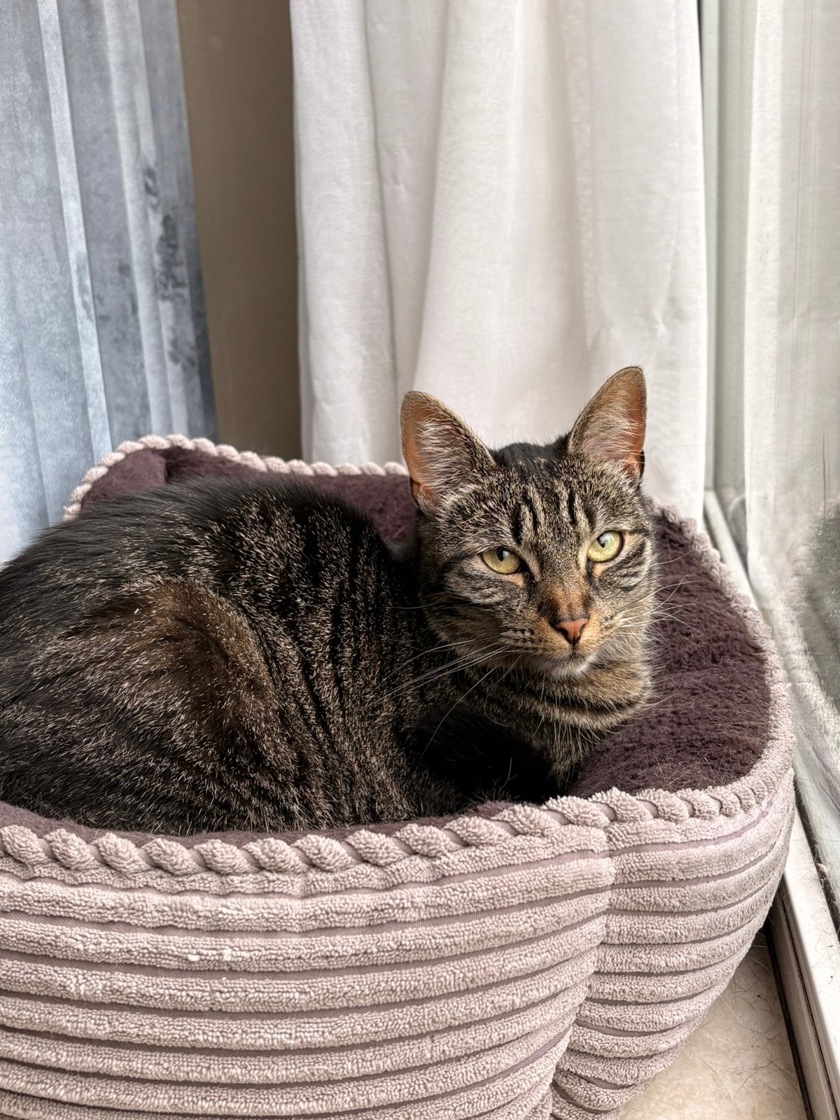 Ollie is op zoek naar een nieuw huisje, Dieren en Toebehoren, Poes, Kortharig, 0 tot 2 jaar