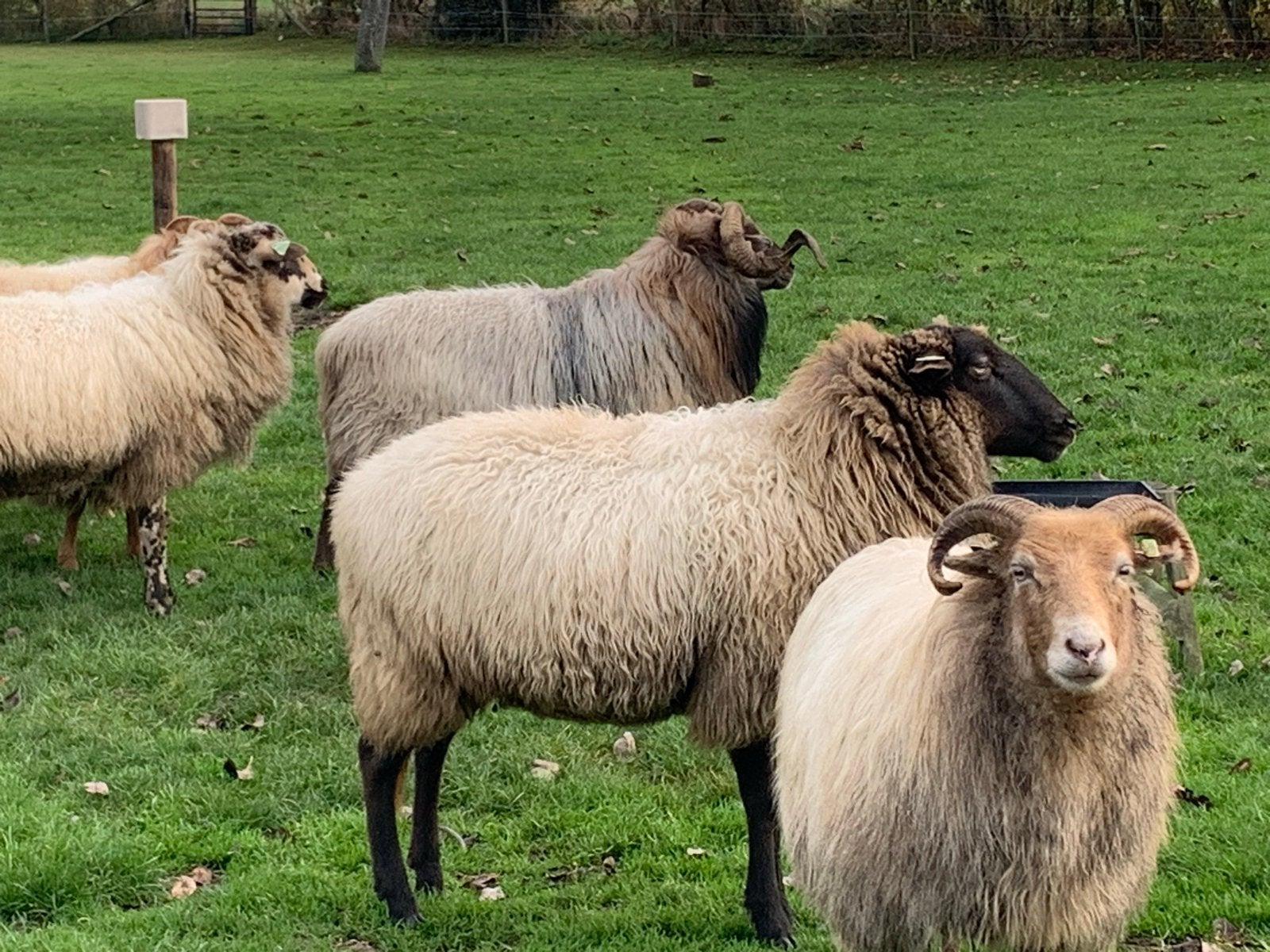 6 ooien Drents Heideschaap, Dieren en Toebehoren, Vrouwelijk, Schaap